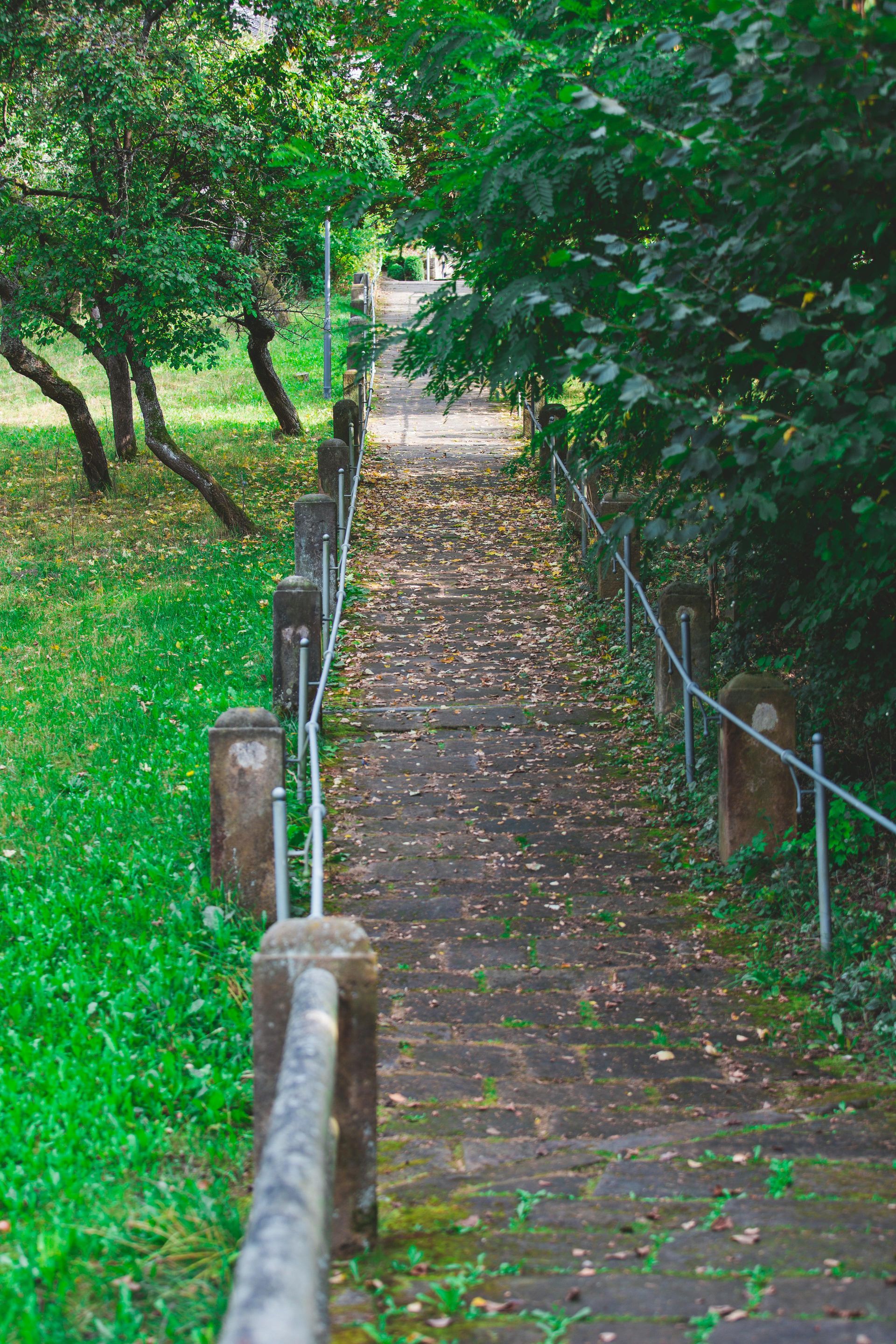 A Staircase With A Rope Railing Leading Up To A Forest — The Therapists Cairns In Cairns City, QLD
