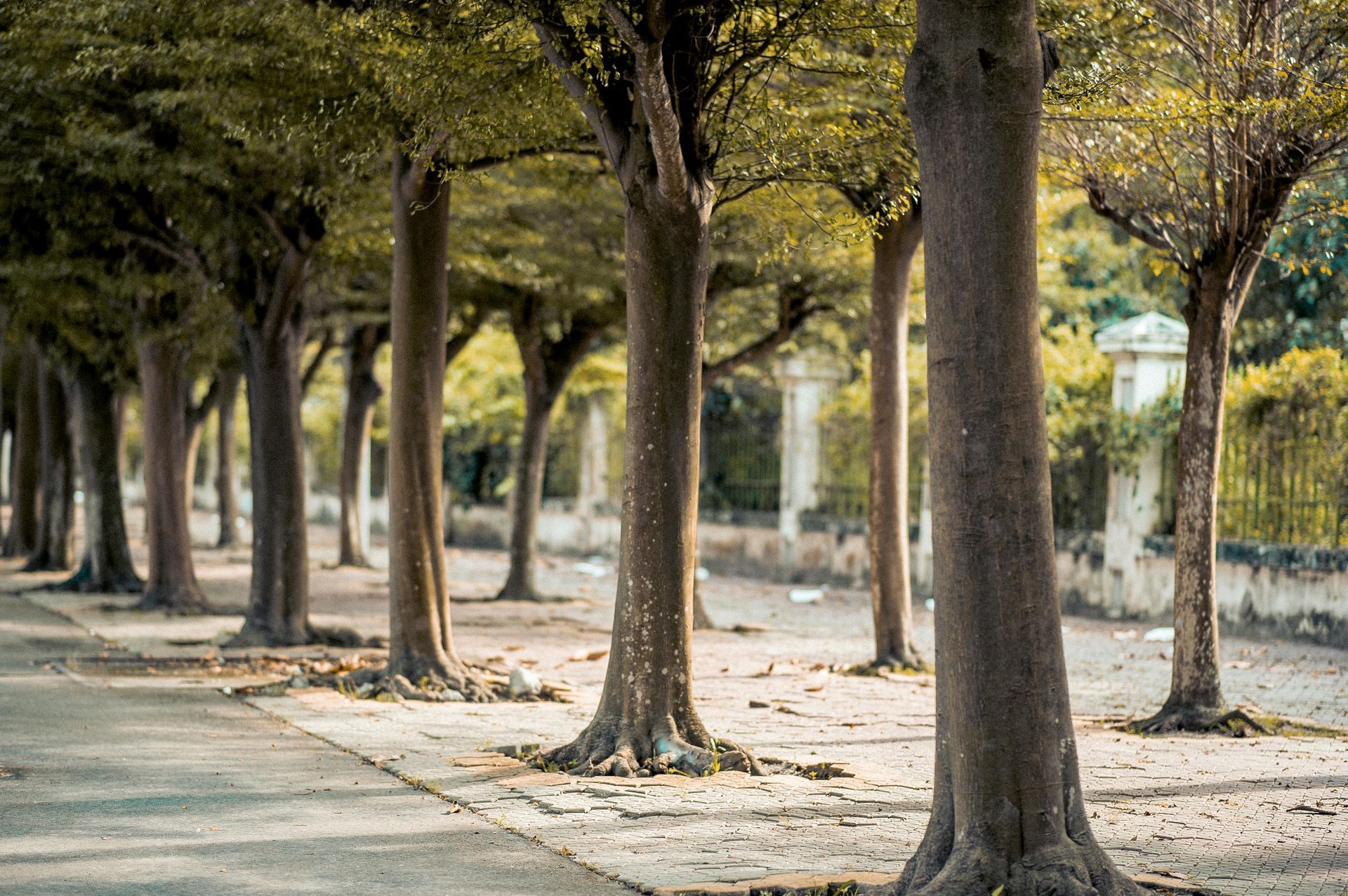 A Row Of Trees Along A Sidewalk In A Park — The Therapists Cairns In Cairns City, QLD