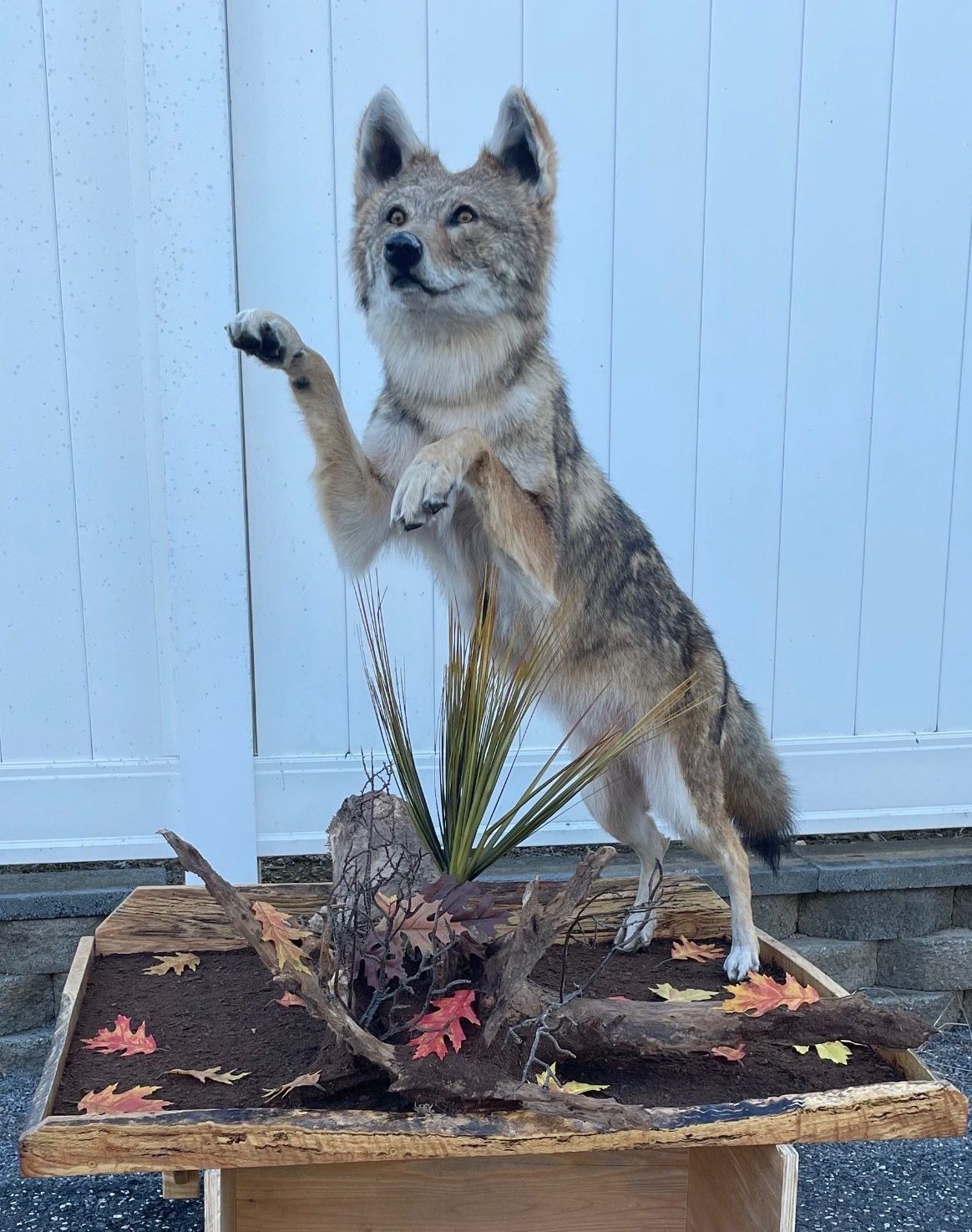 a stuffed animal of a coyote standing on its hind legs — Mountain Critters Taxidermy — Newville, PA