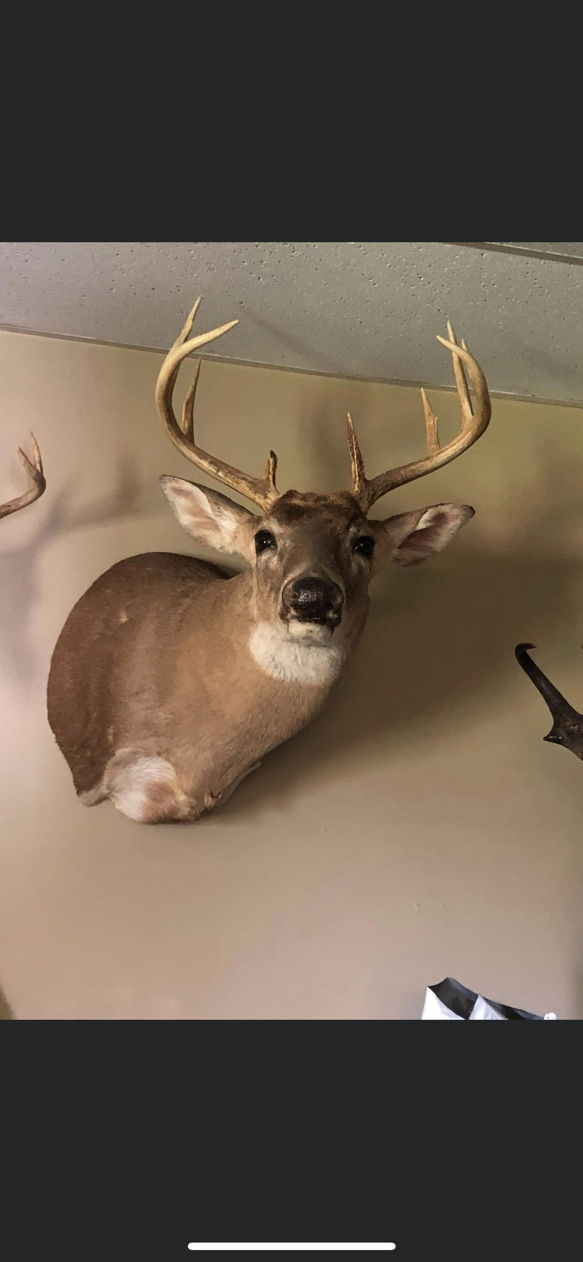 a deer head hanging on a wall with other deer heads — Mountain Critters Taxidermy — Newville, PA