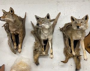 three stuffed coyotes are hanging on a wall — Mountain Critters Taxidermy — Newville, PA