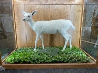 a stuffed white deer is standing in a glass case — Mountain Critters Taxidermy — Newville, PA