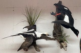 two stuffed birds are hanging on a wall — Mountain Critters Taxidermy — Newville, PA