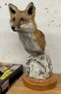 a stuffed fox head is sitting on top of a rock — Mountain Critters Taxidermy — Newville, PA