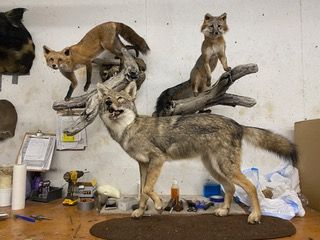 a group of stuffed coyotes standing next to each other on a wooden floor — Mountain Critters Taxidermy — Newville, PA
