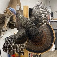 a stuffed turkey is sitting on top of a wooden table in a room — Mountain Critters Taxidermy — Newville, PA