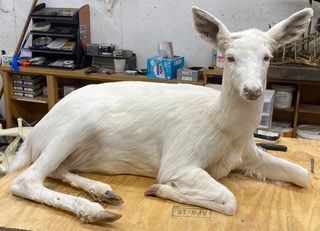 a stuffed white deer is laying on a wooden table — Mountain Critters Taxidermy — Newville, PA