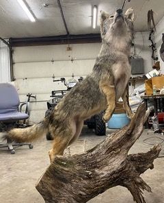 a stuffed coyote is standing on its hind legs on a tree branch — Mountain Critters Taxidermy — Newville, PA