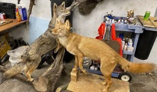 two stuffed coyotes are standing next to each other in a garage — Mountain Critters Taxidermy — Newville, PA