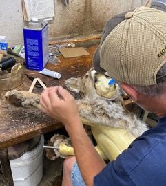 a man is working on a stuffed animal of a coyote — Mountain Critters Taxidermy — Newville, PA
