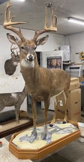 a stuffed deer is standing on top of a table in a room — Mountain Critters Taxidermy — Newville, PA