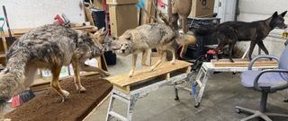 a group of stuffed coyotes are standing next to each other in a garage — Mountain Critters Taxidermy — Newville, PA