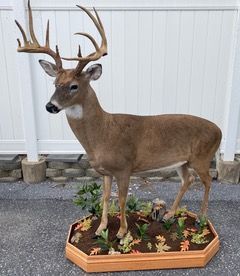 a stuffed deer is standing on top of a wooden platform — Mountain Critters Taxidermy — Newville, PA