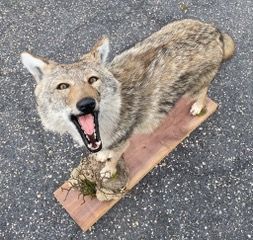 a coyote is sitting on a wooden board with its mouth open — Mountain Critters Taxidermy — Newville, PA