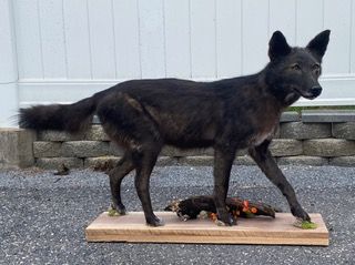 a black dog is standing on a wooden platform — Mountain Critters Taxidermy — Newville, PA