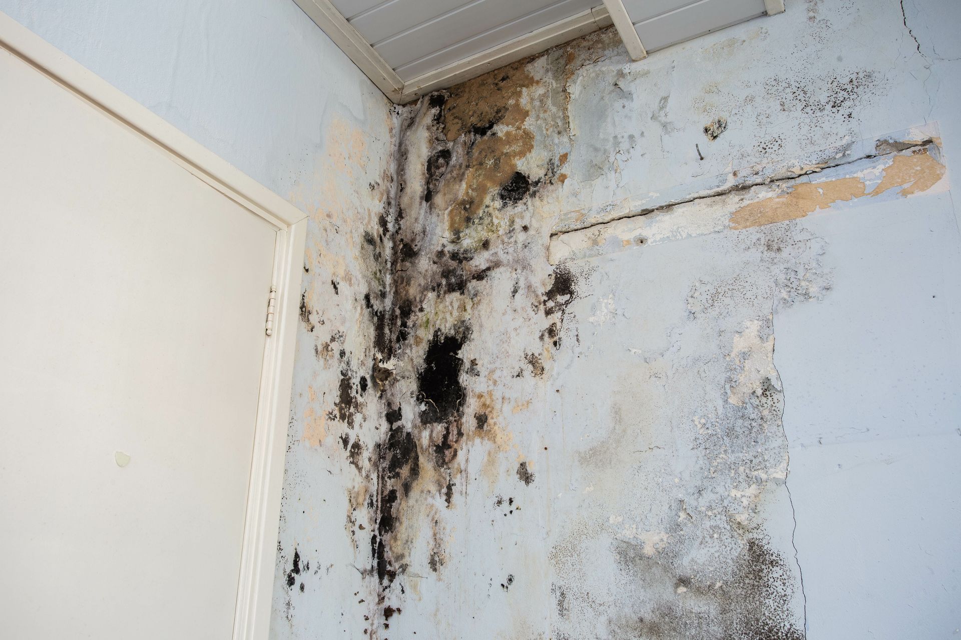 Interior walls of a property with water damage leading to mold growth.