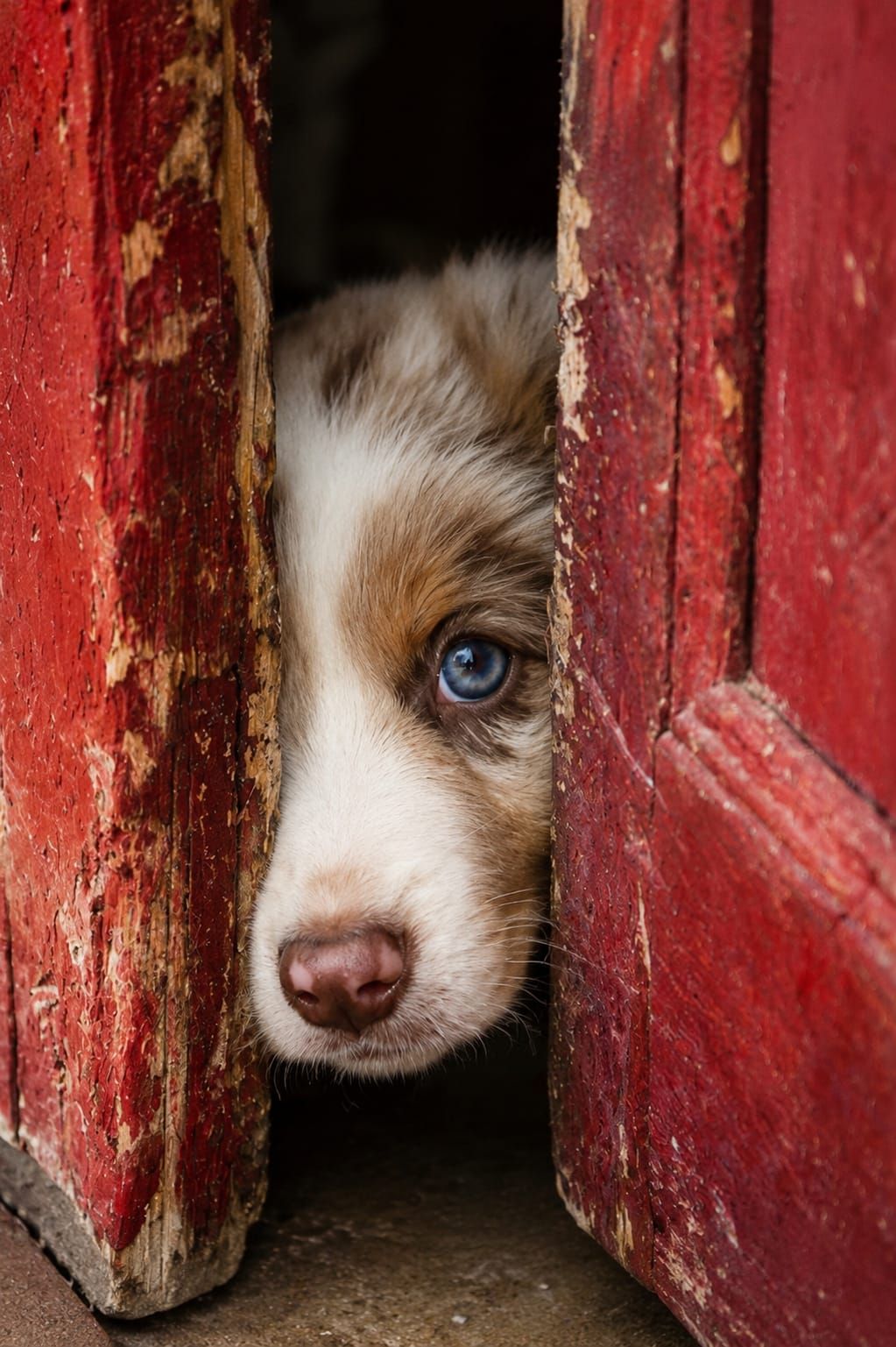 Cane ospite seguito dallo staff di Pensione Maya durante il soggiorno
