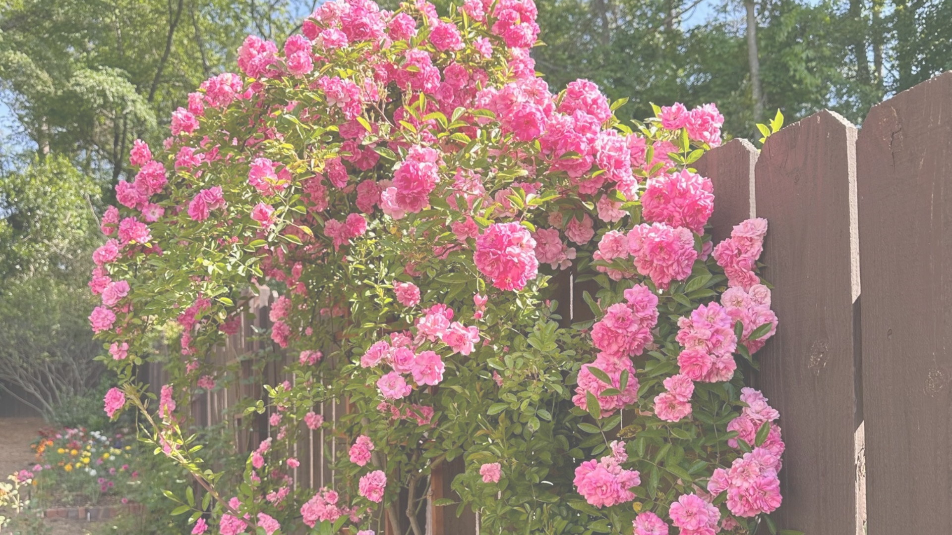 A picture of the Peggy Martin Rose crawling along a fench