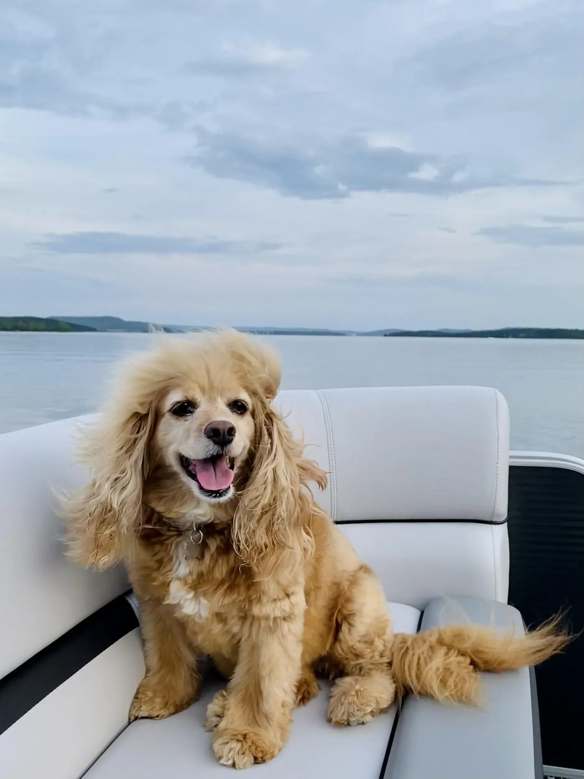 Golden Cocker Spaniel smiles on a white boat seat, overlooking calm water under a cloudy sky.