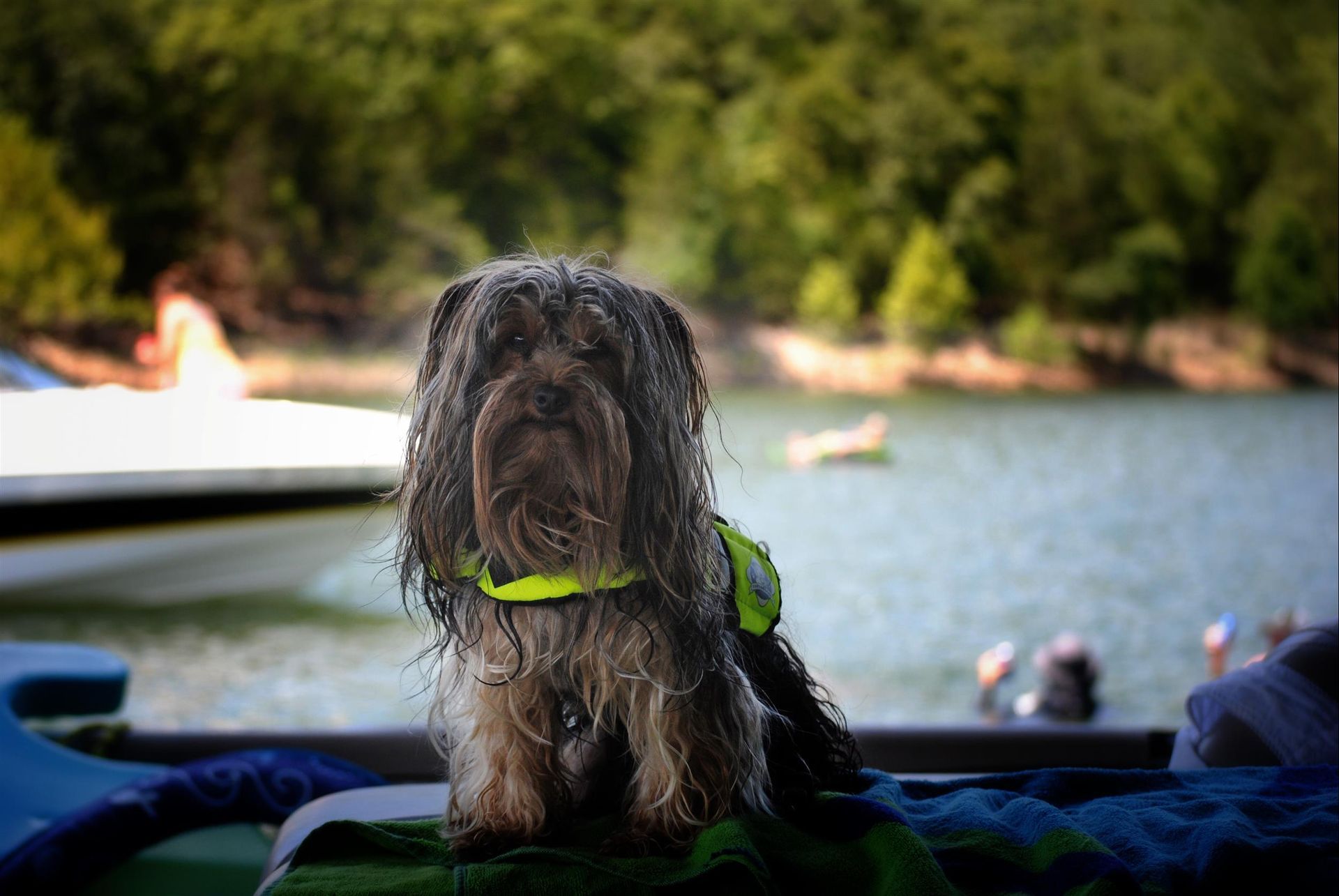 Dog with wet, shaggy fur wearing a yellow life vest, sitting near a lake and boat.