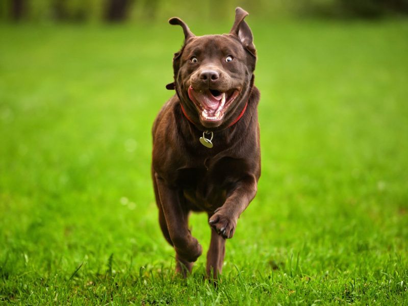 Brown dog running toward the camera on bright green grass, mouth open and ears up