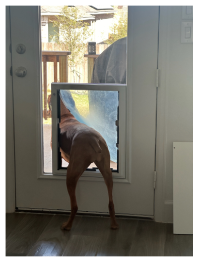 A dog is looking through a dog door