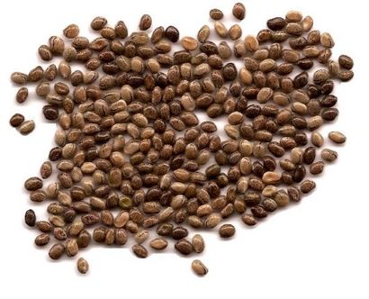 lupin seed