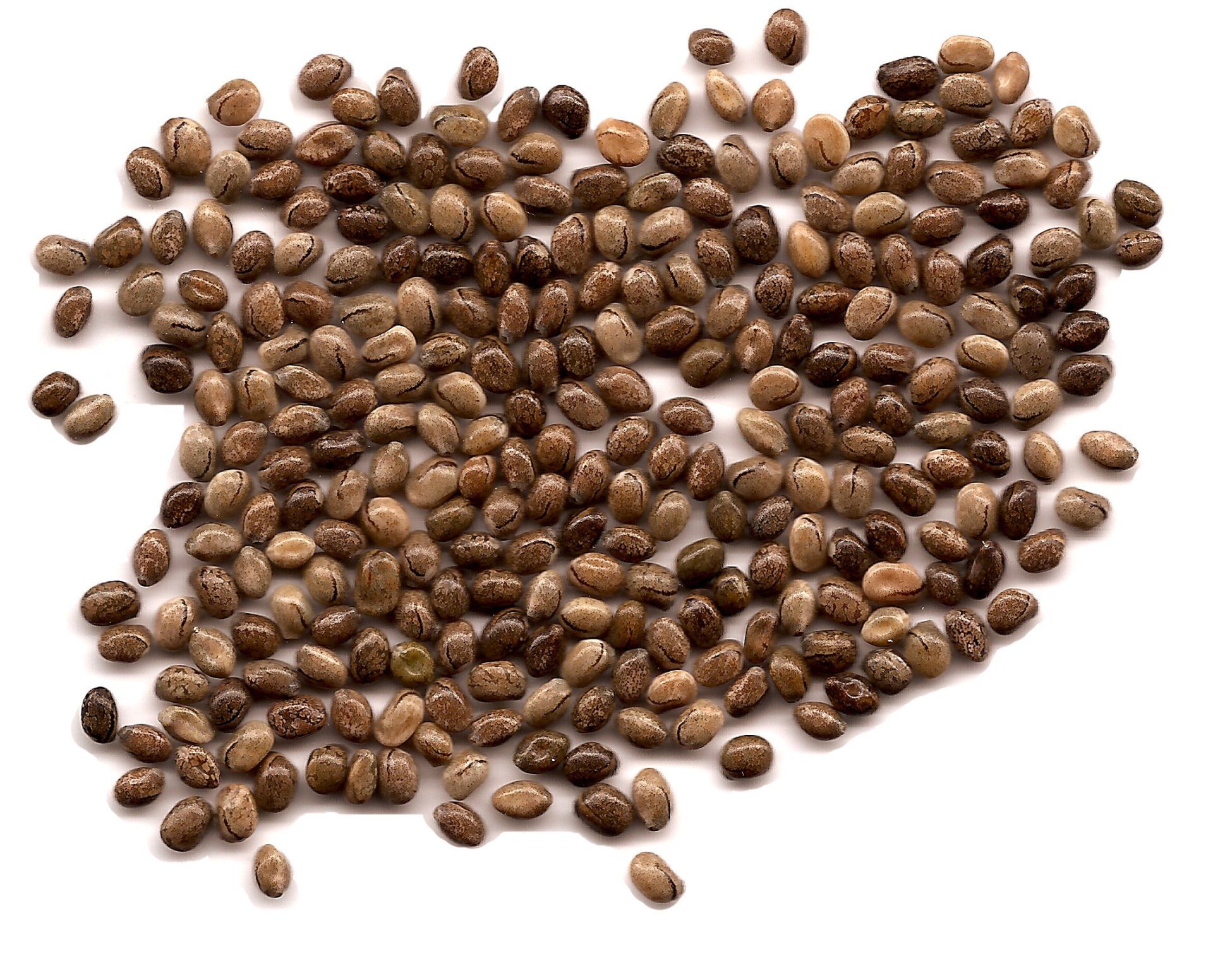 lupin seed