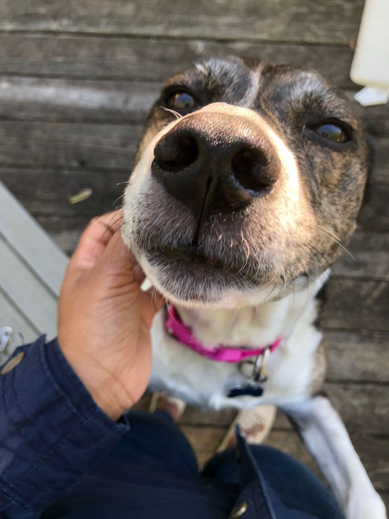 A close up of a person petting a dog 's nose.