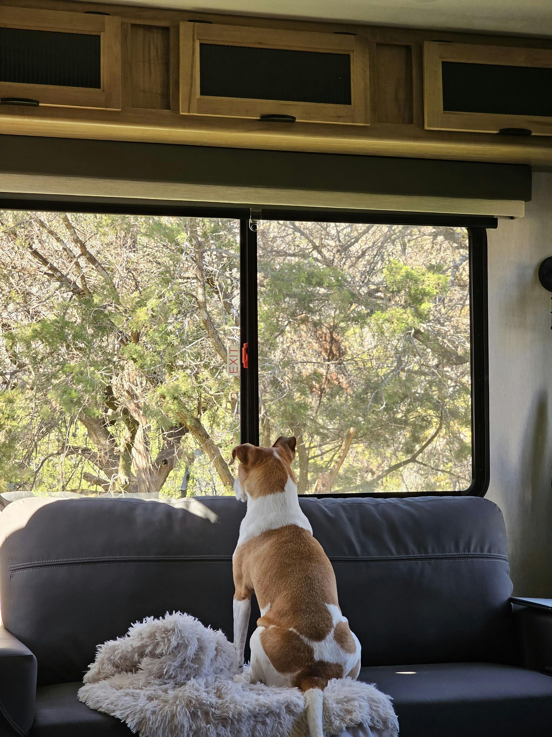 A brown and white dog is sitting on a couch looking out a window.