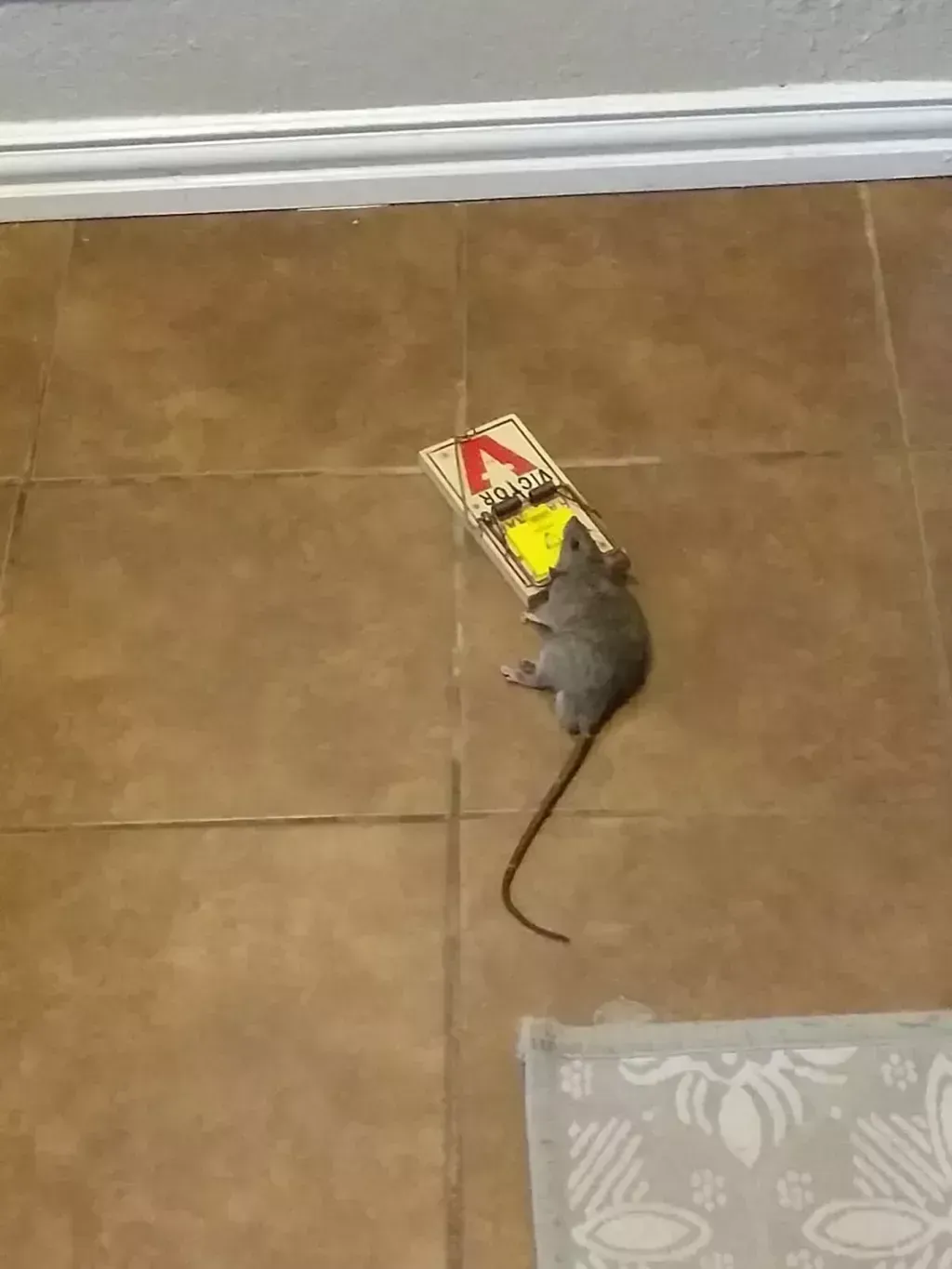 Mouse caught in a snap trap on a brown tiled floor.