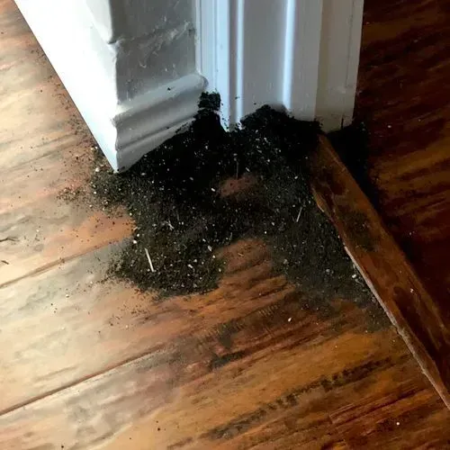 Black debris accumulating at the base of a white door frame on a wooden floor.
