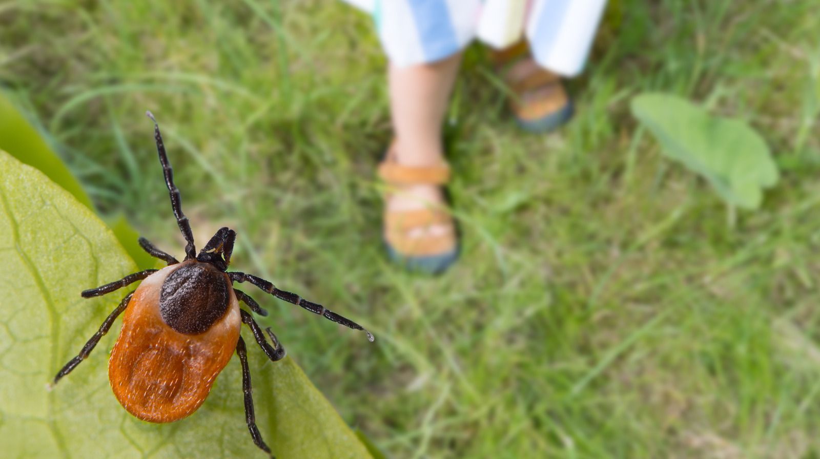 A large tick on a leaf with blurred legs and sandals on grass in background.