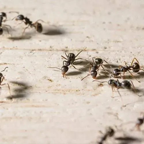 Black ants crawling on a light-colored surface, some interacting and casting shadows.