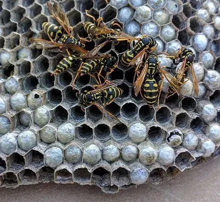 Wasps on a gray and white honeycomb nest.