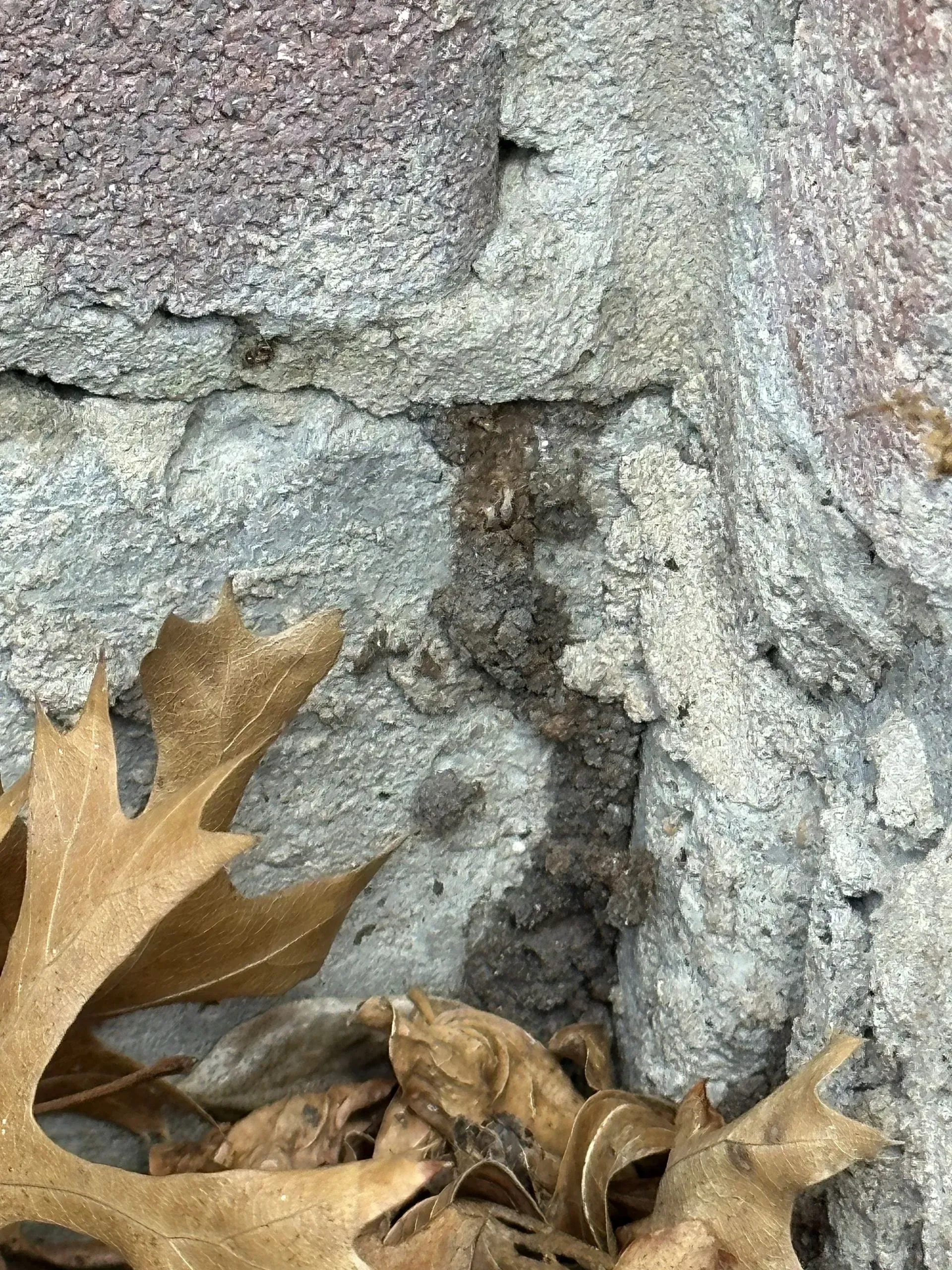 Dark dirt trail on textured stone wall with fallen leaves.