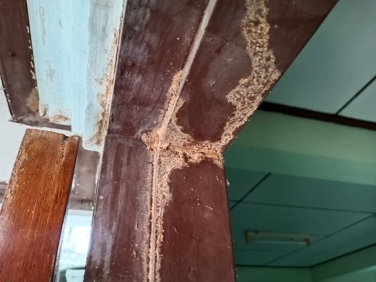Termite damage on a wooden column and wall, with areas of wood rot and frass.