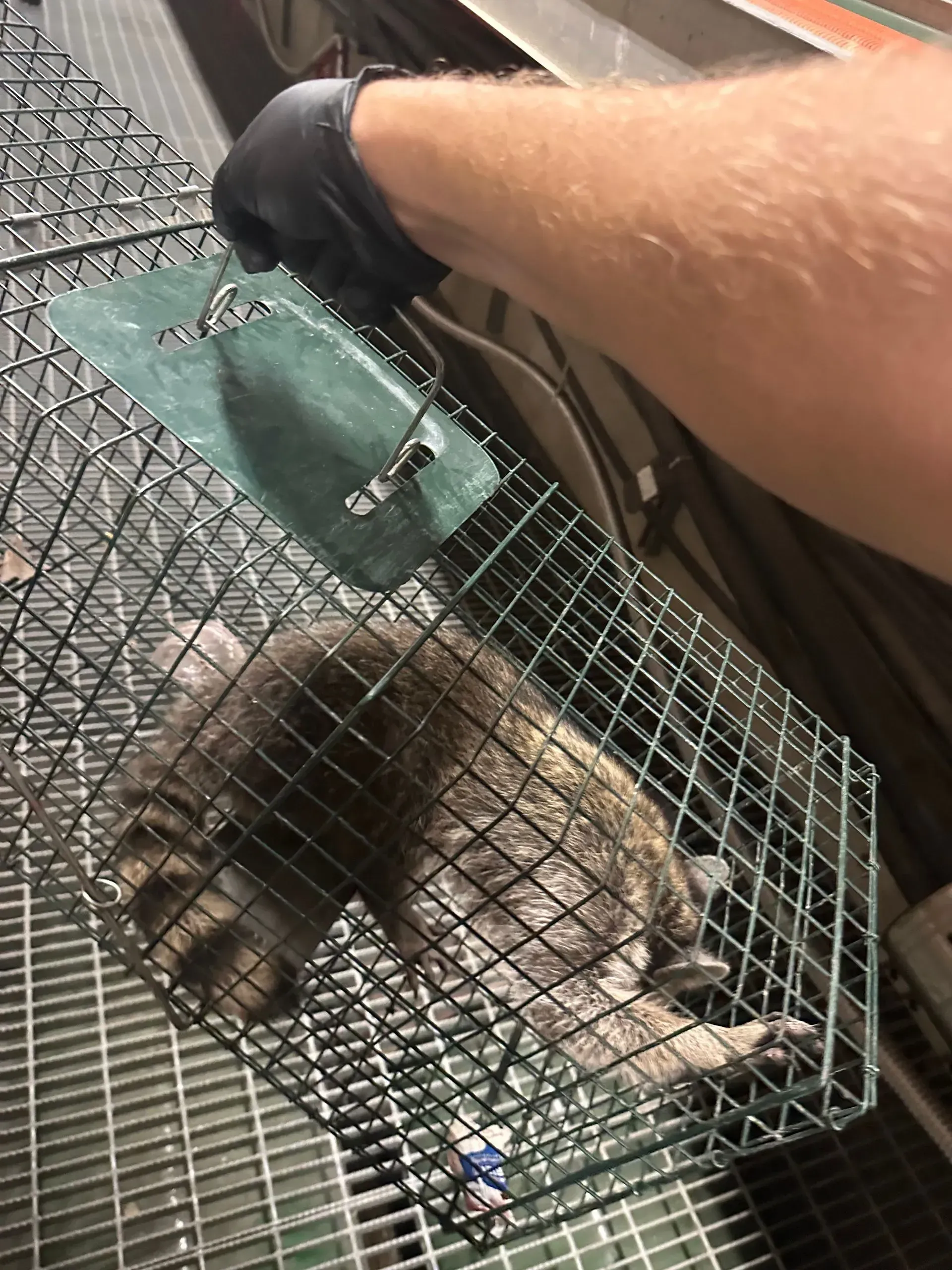 A raccoon trapped in a cage held by a person wearing a black glove.
