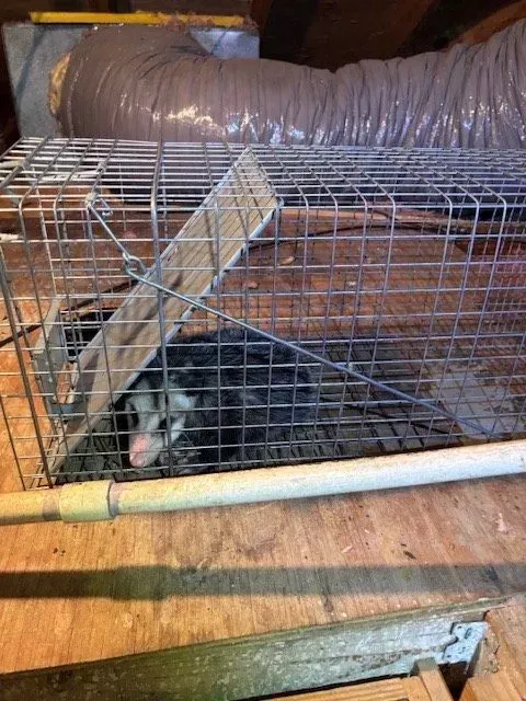 Opossum trapped inside a metal cage in an attic. The opossum has pink nose and is looking out.