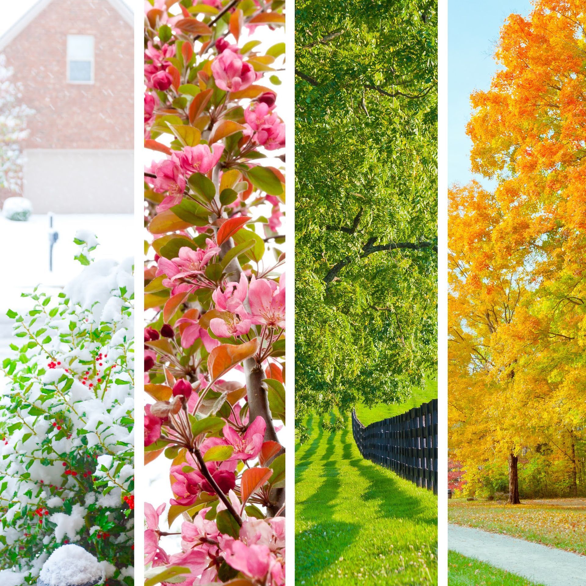 Four seasonal tree scenes: snowy white, pink blossoms, spring green, and autumn gold.