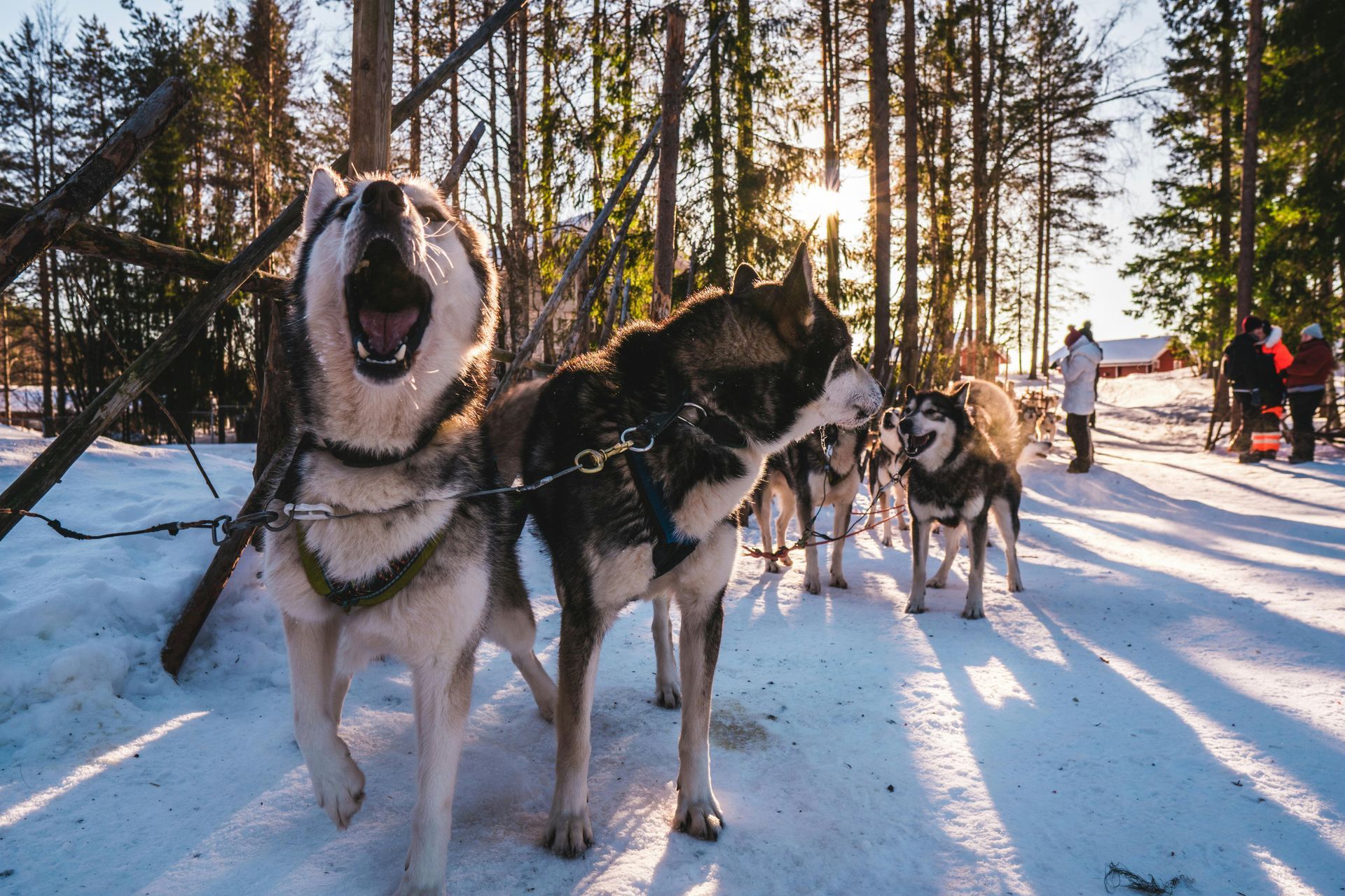 Group of huskies getting ready to pull sled 