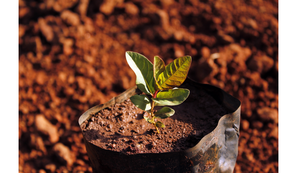 sustainability