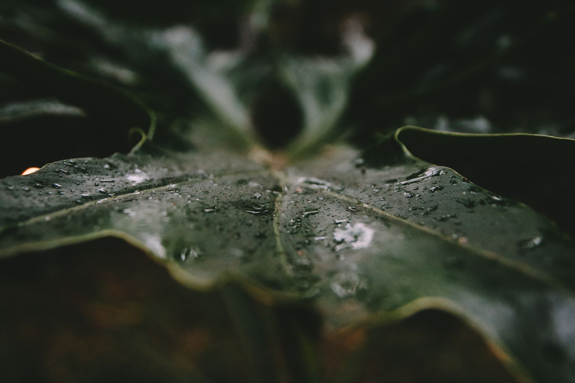 Detalle de hoja tropical con gotas de rocío, representando la exuberante naturaleza de Iguazú y el entorno de Overo Iguazú.