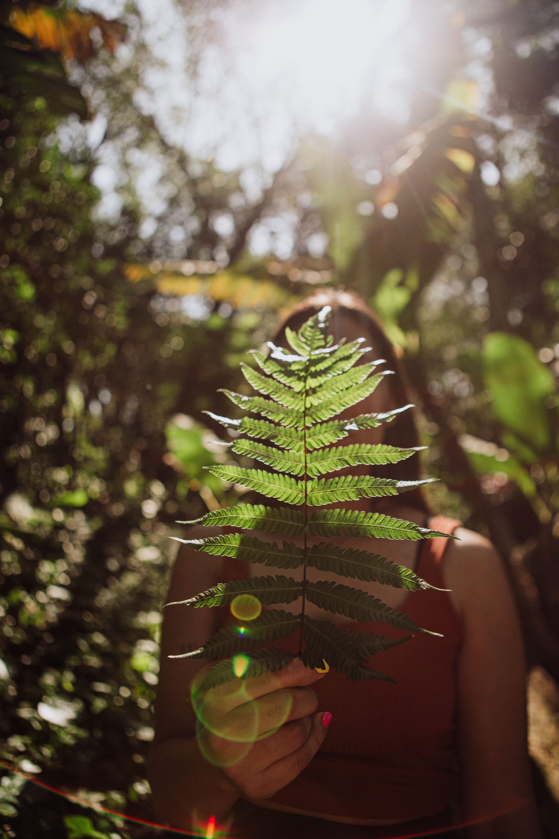 Close-up of a vibrant green fern leaf in the lush Iguazu jungle, representing the natural beauty of the lodge's surroundings.
