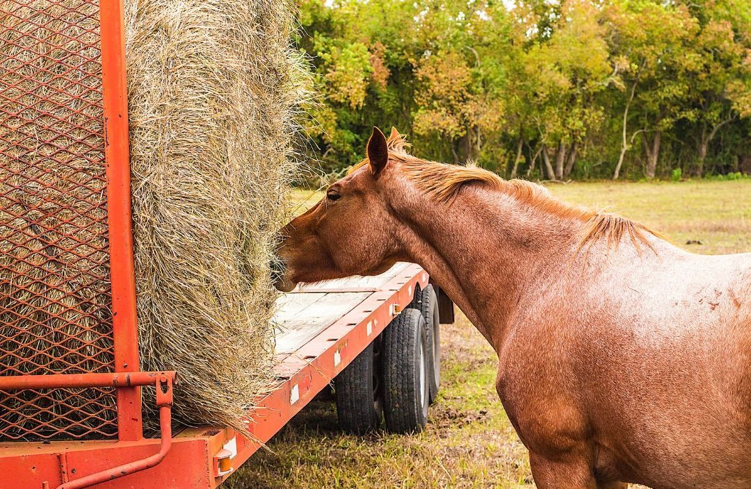 Rather than feeding dry hay, soaking it will minimize the exposure to dust particles