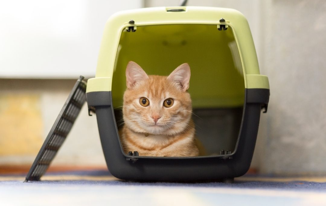 Bach flower remedies can calm your cat down before traveling
