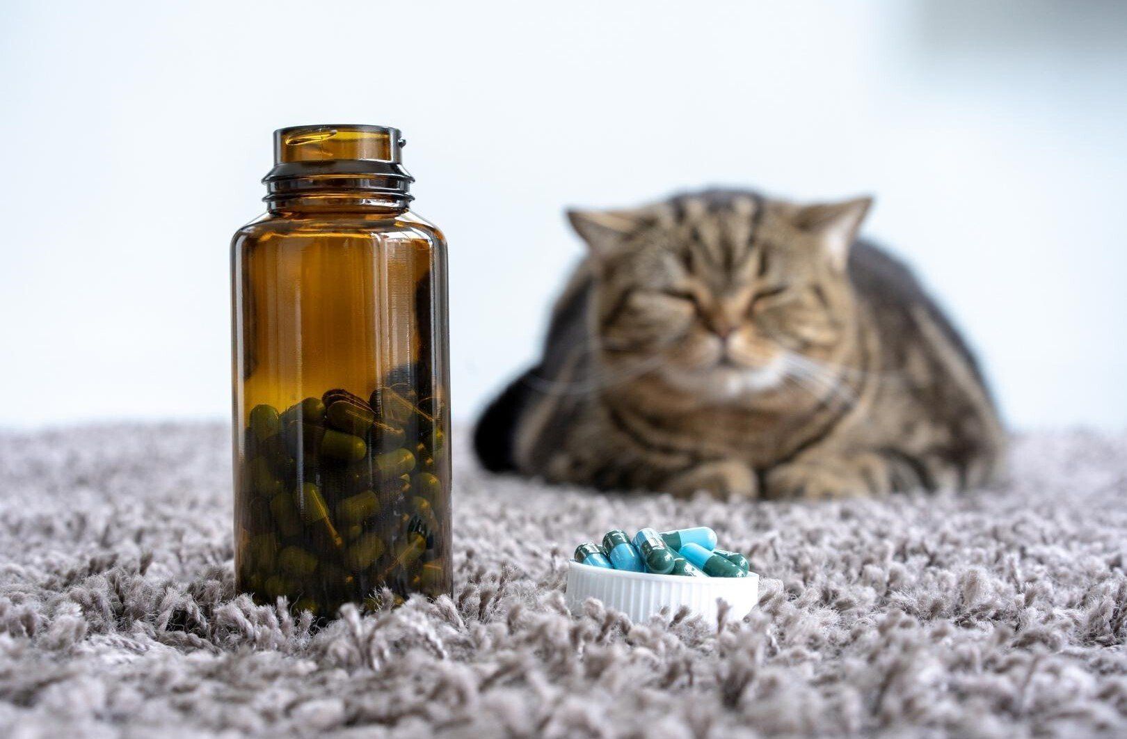 Animal Naturopath in Moncton Canada
