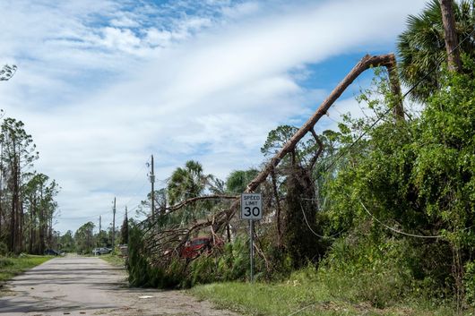 Rural dirt road with fallen utility poles, overgrown vegetation, and a speed limit sign under a cloudy sky