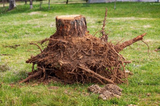 Uprooted tree stump with exposed roots lying on green grass in a park
