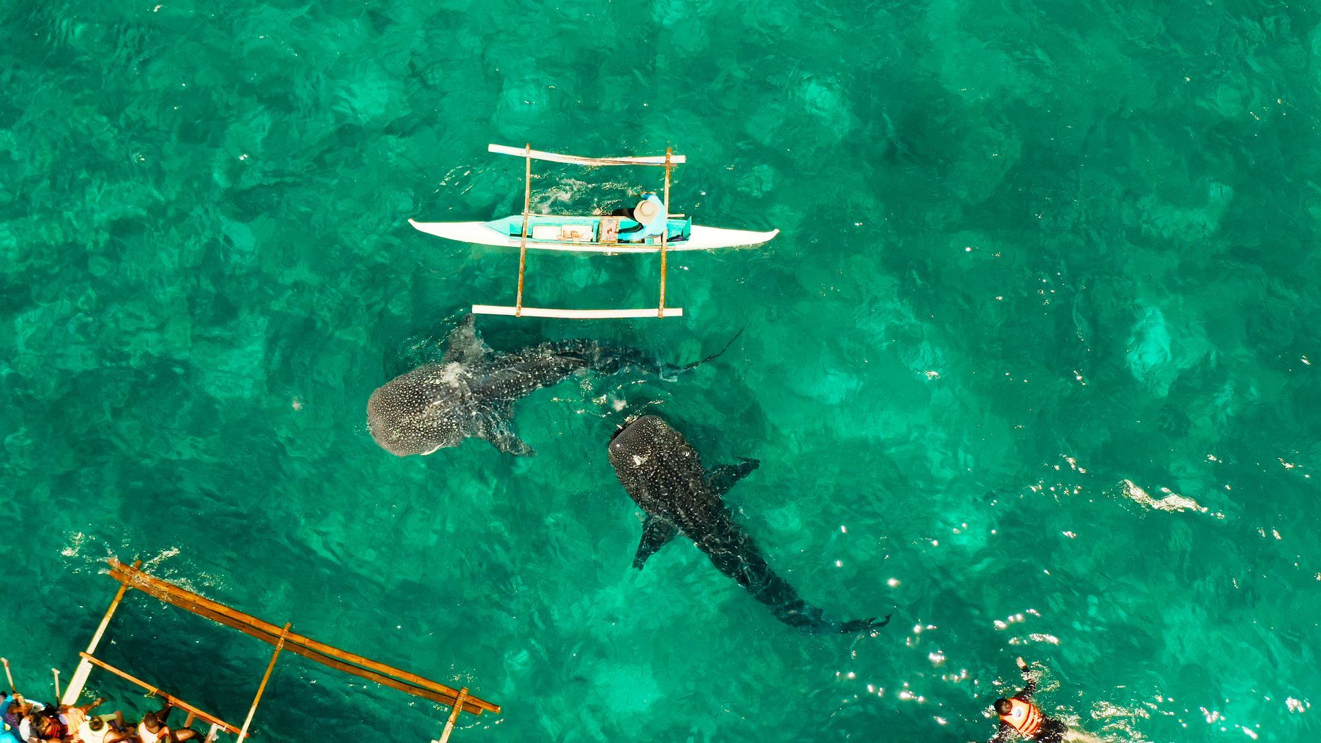 An aerial view of two whale sharks and a boat in the ocean